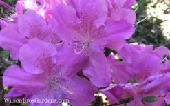 Autumn Lilac Encore Azalea - 2 Gallon Pot -Garden Supplies Sales 2024 Encore Azalea Autumn Lilac 7