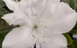 Autumn Lily Encore Azalea - 1 Gallon Pot -Garden Supplies Sales 2024 Encore Azalea Autumn Lily 4 50 1