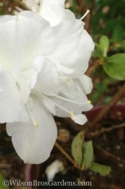 Autumn Moonlight Encore Azalea - 3 Gallon Pot