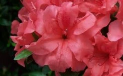 Autumn Princess Encore Azalea - 6 Pack Of 1 Gallon Pots -Garden Supplies Sales 2024 Encore Azalea Autumn Princess 1