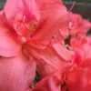 Autumn Princess Encore Azalea - 6 Pack Of 1 Gallon Pots -Garden Supplies Sales 2024 Encore Azalea Autumn Princess 500x750 2