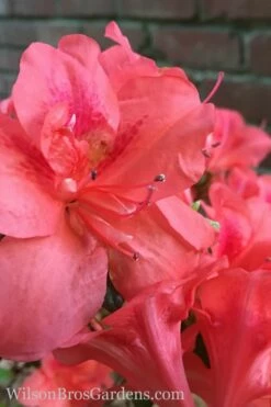 Autumn Princess Encore Azalea - 6 Pack Of 1 Gallon Pots