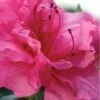 Autumn Rouge Encore Azalea - 6 Pack Of 1 Gallon Pots -Garden Supplies Sales 2024 Encore Azalea Autumn Rouge 1 500x750 1