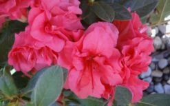 Autumn Rouge Encore Azalea - 6 Pack Of 1 Gallon Pots -Garden Supplies Sales 2024 Encore Azalea Autumn Rouge 5