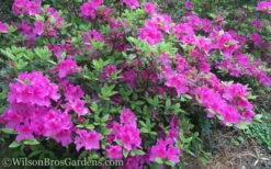 Autumn Royalty Encore Azalea - 7 Gallon Pot -Garden Supplies Sales 2024 Encore Azalea Autumn Royalty 50 4