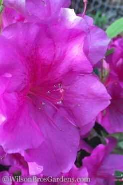 Autumn Royalty Encore Azalea - 2 Gallon Pot