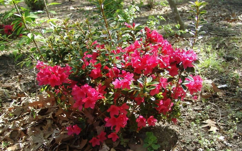 Autumn Ruby Encore Azalea - 2 Gallon Pot Autumn Ruby Encore Azalea - 2 Gallon Pot -Garden Supplies Sales 2024 Encore Azalea Autumn Ruby 5 1