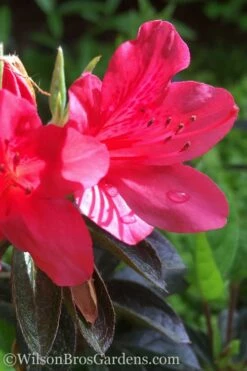 Autumn Ruby Encore Azalea - 2 Gallon Pot