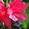 Autumn Ruby Encore Azalea - 6 Pack Of 1 Gallon Pots -Garden Supplies Sales 2024 Encore Azalea Autumn Ruby 500x750 3