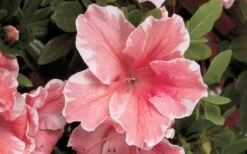 Autumn Sunburst Encore Azalea - 3 Gallon Pot -Garden Supplies Sales 2024 Encore Azalea Autumn Sunburst 5 1
