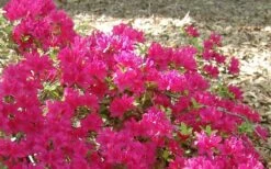 Autumn Sundance Encore Azalea - 2 Gallon Pot -Garden Supplies Sales 2024 Encore Azalea Autumn Sundance 50 1