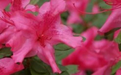 Autumn Sundance Encore Azalea - 2 Gallon Pot -Garden Supplies Sales 2024 Encore Azalea Autumn Sundance 51 1