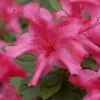 Autumn Sundance Encore Azalea - 3 Gallon Pot 1 Autumn Sundance Encore Azalea - 3 Gallon Pot -Garden Supplies Sales 2024 Encore Azalea Autumn Sundance Rev 500x750 1