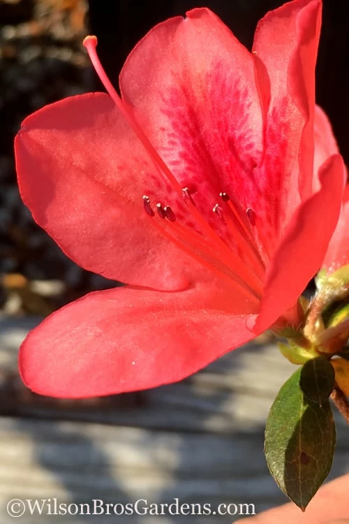 Autumn Sunset Encore Azalea - 2 Gallon Pot Autumn Sunset Encore Azalea - 2 Gallon Pot -Garden Supplies Sales 2024 Encore Azalea Autumn Sunset 2 500x750 2