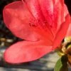 Autumn Sunset Encore Azalea - 6 Pack Of 1 Gallon Pots -Garden Supplies Sales 2024 Encore Azalea Autumn Sunset 2 500x750 3