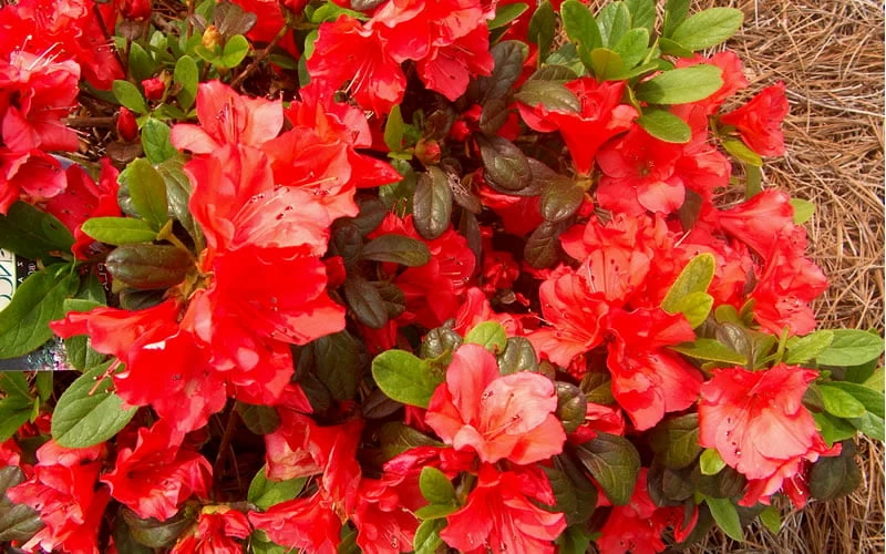 Autumn Sunset Encore Azalea - 2 Gallon Pot Autumn Sunset Encore Azalea - 2 Gallon Pot -Garden Supplies Sales 2024 Encore Azalea Autumn Sunset 5 1