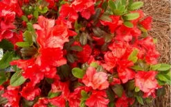 Autumn Sunset Encore Azalea - 6 Pack Of 1 Gallon Pots -Garden Supplies Sales 2024 Encore Azalea Autumn Sunset 5 2