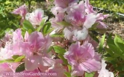 Autumn Sweetheart Encore Azalea - 3 Gallon Pot -Garden Supplies Sales 2024 Encore Azalea Autumn Sweetheart 51 2