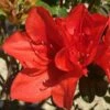 Autumn Bravo Encore Azalea - 6 Pack Of 1 Gallon Pots -Garden Supplies Sales 2024 Encore Azalea Autumn UNKNOWN 2 500x750 1