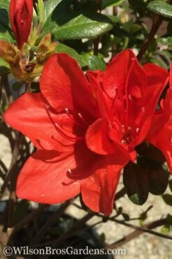 Autumn Bravo Encore Azalea - 2 Gallon Pot