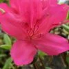 Autumn Carnival Encore Azalea - 2 Gallon Pot -Garden Supplies Sales 2024 Encore Azalea Autumn UNKNOWN 4 500x750 2