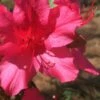 Autumn Sangria Encore Azalea - 1 Gallon Pot -Garden Supplies Sales 2024 Encore Azalea Autumn UNKNOWN 500x750 1