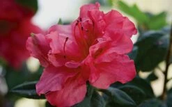 Autumn Rouge Encore Azalea - 3 Gallon Pot -Garden Supplies Sales 2024 Encore Azalea Autumn20Rouge 1