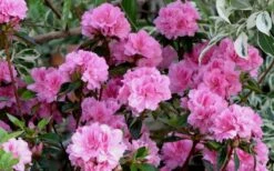 Autumn Carnation Encore Azalea - 6 Pack Of 1 Gallon Pots -Garden Supplies Sales 2024 Encore Azalea Carnation 1 4