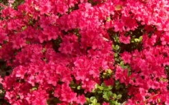Autumn Cheer Encore Azalea - 6 Pack Of 1 Gallon Pots -Garden Supplies Sales 2024 Encore Azalea Cheer 1 2