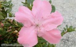Autumn Debutante Encore Azalea - 2 Gallon Pot -Garden Supplies Sales 2024 Encore Azalea Debutante 3 50