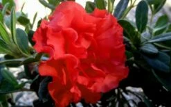 Autumn Embers Encore Azalea - 3 Gallon Pot -Garden Supplies Sales 2024 Encore Azalea Embers 1 1