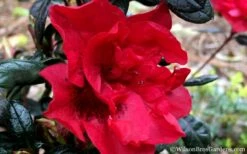 Autumn Fire Encore Azalea - 2 Gallon Pot -Garden Supplies Sales 2024 Encore Azalea Fire