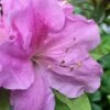 Autumn Lilac Encore Azalea - 2 Gallon Pot -Garden Supplies Sales 2024 Encore Azalea Lilac 2 500x750 1