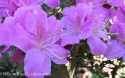 Autumn Lilac Encore Azalea - 3 Gallon Pot -Garden Supplies Sales 2024 Encore Azalea Lilac 8 2