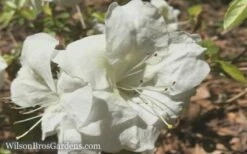 Autumn Moonlight Encore Azalea - 6 Pack Of 1 Gallon Pots -Garden Supplies Sales 2024 Encore Azalea Moonlight 5 1