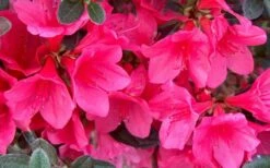 Autumn Ruby Encore Azalea - 2 Gallon Pot 5 Autumn Ruby Encore Azalea - 2 Gallon Pot -Garden Supplies Sales 2024 Encore Azalea Ruby 1