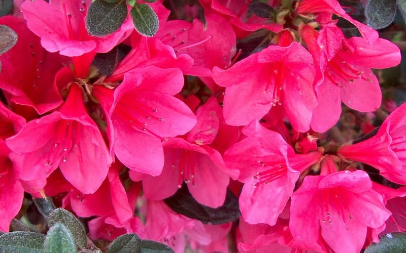Autumn Ruby Encore Azalea - 2 Gallon Pot Autumn Ruby Encore Azalea - 2 Gallon Pot -Garden Supplies Sales 2024 Encore Azalea Ruby 1