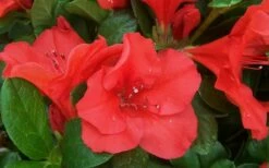 Autumn Sunset Encore Azalea - 2 Gallon Pot 7 Autumn Sunset Encore Azalea - 2 Gallon Pot -Garden Supplies Sales 2024 Encore Azalea Sunset 1 1