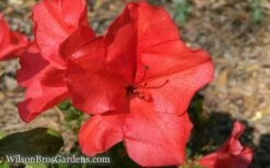 Autumn Sunset Encore Azalea - 6 Pack Of 1 Gallon Pots -Garden Supplies Sales 2024 Encore Azalea Sunset 5 2