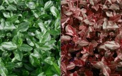Purple Wintercreeper - Euonymus Fortunei Coloratus - 10 Pack Of Pint Pots -Garden Supplies Sales 2024 Euonymus Coloratus Purple Winter Creeper 50 1 2
