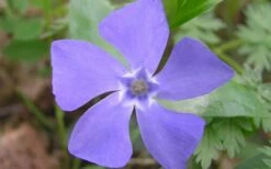 Evergreen Periwinkle - Vinca Minor - 18 Count Flat Of Pint Pots -Garden Supplies Sales 2024 Evergreen Periwinkle Closeup