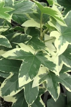 Angyo Star Fatshedera - 3 Gallon Pot