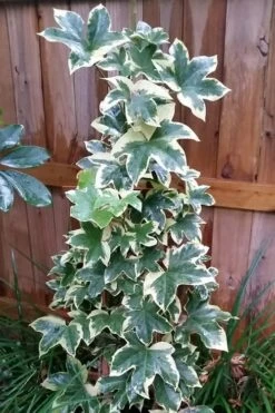 Angyo Star Fatshedera - 3 Gallon Pot -Garden Supplies Sales 2024 Fatshedera Angyo Star 3 1