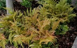 Autumn Fern (Dryopteris Erythrosora) - 5 Pack Of Quart Pots -Garden Supplies Sales 2024 Fern Autumn 2