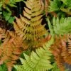 Autumn Fern (Dryopteris Erythrosora) - 5 Pack Of Quart Pots -Garden Supplies Sales 2024 Fern Autumn 500x750 1