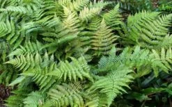 Autumn Fern (Dryopteris Erythrosora) - 5 Pack Of Quart Pots -Garden Supplies Sales 2024 Fern Autumn Summer