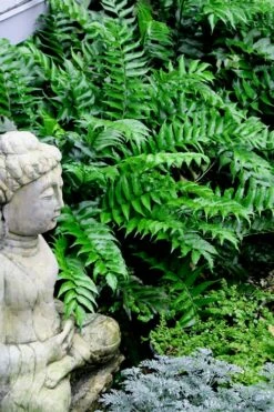 Japanese Holly Fern - Cyrtomium Falcatum 'Rochfordianum' - 2.5 Quart Pot