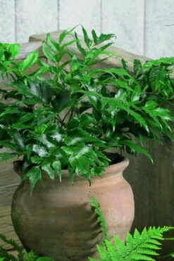 Japanese Holly Fern - Cyrtomium Falcatum 'Rochfordianum' - 2.5 Quart Pot -Garden Supplies Sales 2024 Fern Japanese Holly 8