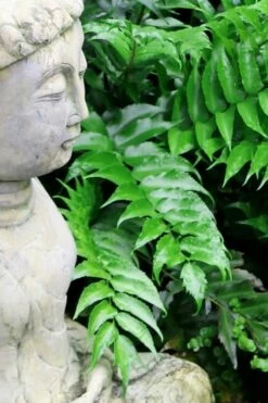 Japanese Holly Fern - Cyrtomium Falcatum 'Rochfordianum' - 2.5 Quart Pot -Garden Supplies Sales 2024 Fern Japanese Holly 9