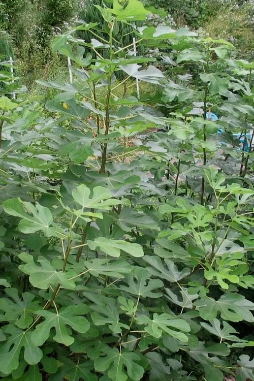 Black Mission Fig Tree - 3 Gallon Pot Black Mission Fig Tree - 3 Gallon Pot -Garden Supplies Sales 2024 Fig Black Mission 5 1